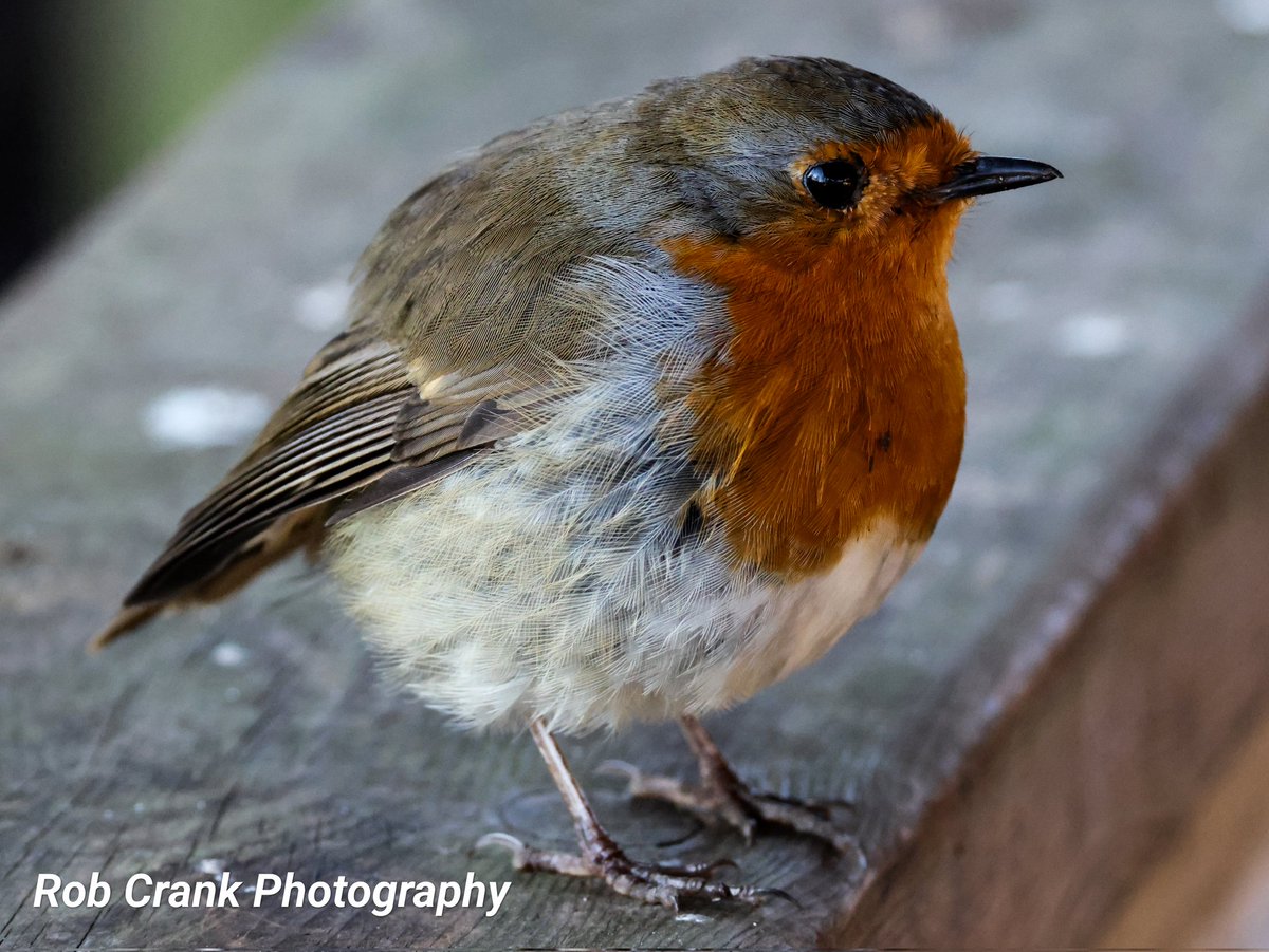 cranky1456's tweet photo. Merry Christmas or Happy Holidays to Everyone, wherever you are in the world.
Here's Robbie, Rosie, Rochelle & Rocky with their own special festive greetings.
#birds #BirdOfTheDay #Robins #naturephotography @Natures_Voice #birdphotography #ukbirding #Borbs https://t.co/ghjgSeVIlo