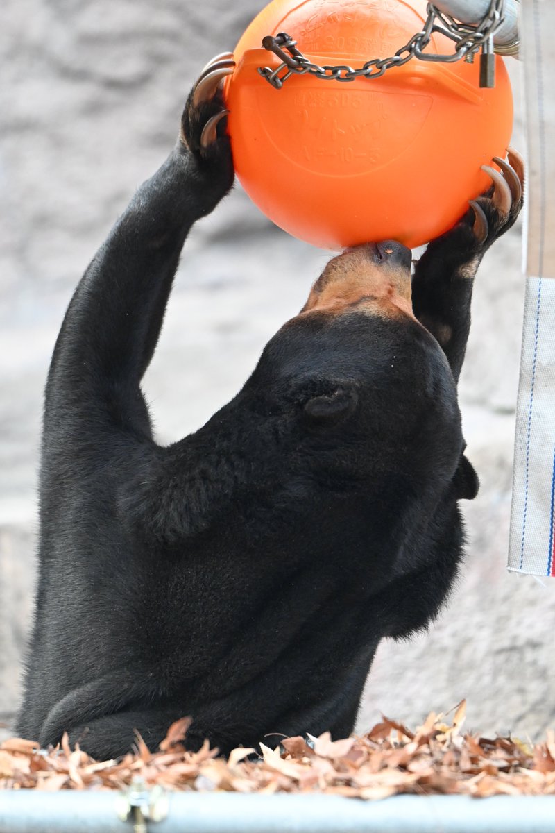 あ、ヤグラにもたれてフィーダーするんや🤣

📷2025.12.20

＃天王寺動物園
＃マレーグマ
＃マーサ