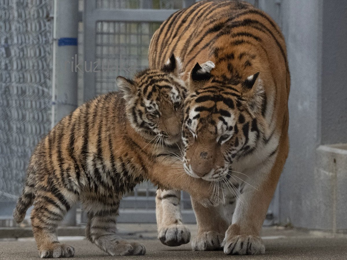 ママ大好き😊

#アドベンチャーワールド #アムールトラ