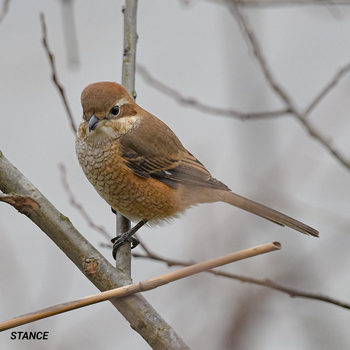 久しぶりのモズ
もう少しスッキリした場所に止まって欲しかった

#モズ #野鳥写真 #私とニコンで見た世界