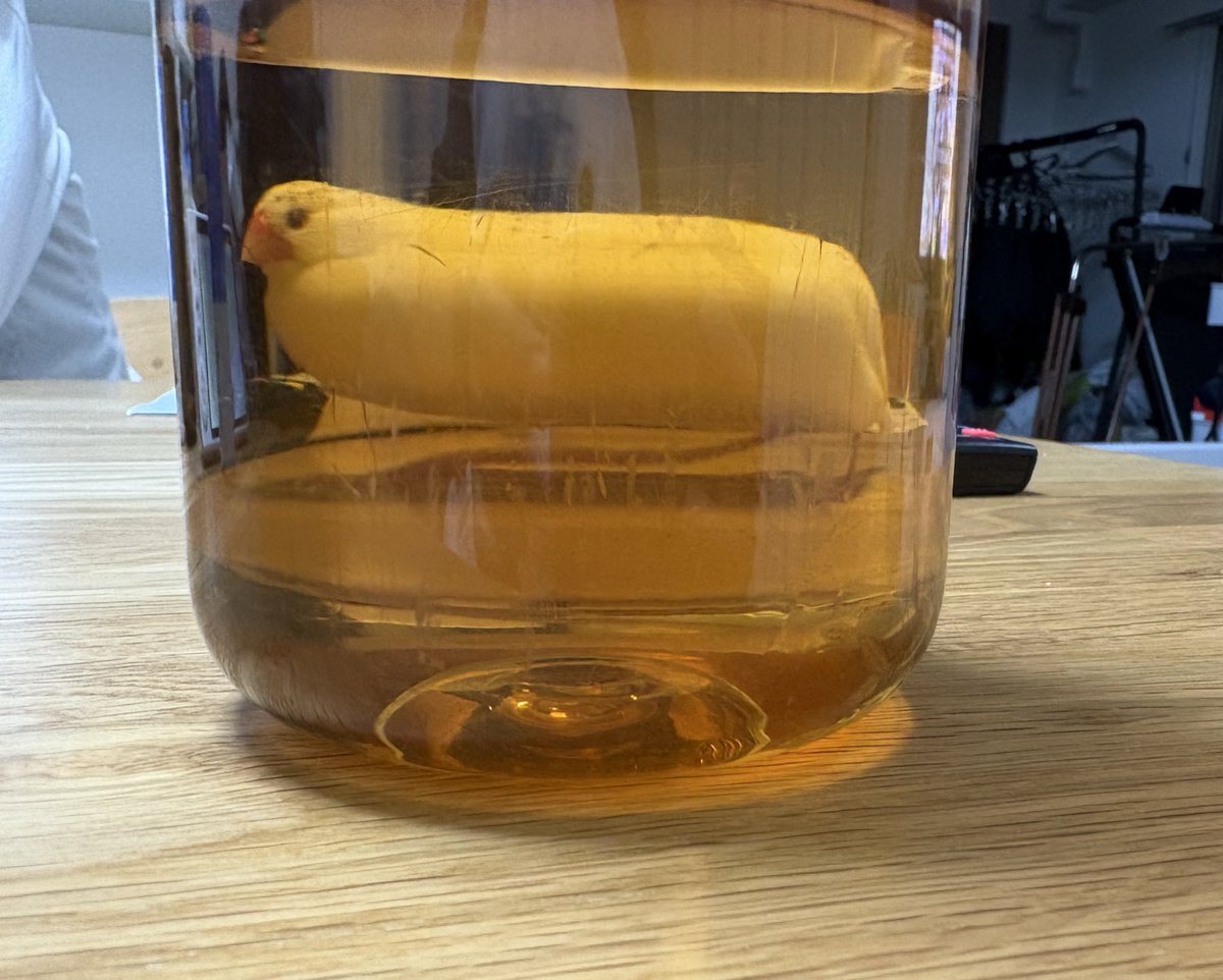 bunchooiri's tweet image. 麦茶ボトルを経てエクレアのようになったﾄﾘﾁｬﾝ