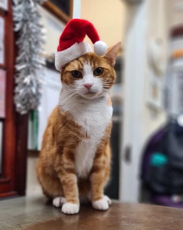 George The Stourbridge Junction Station Cat tweet media