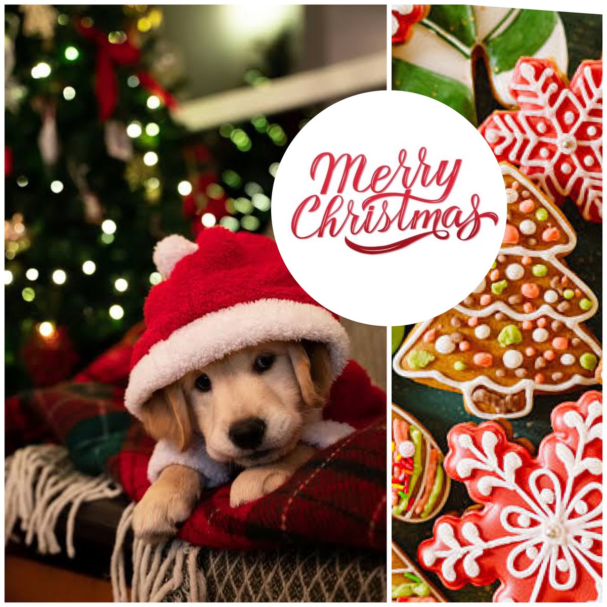 True888Blue's tweet image. 🎁🎄🌟♥️🌟🎄🎁

To you &amp;amp; all your loved ones including 🐕‍🦺🐰🐼🐒🐝🦋🐘🐎🐈‍⬛🌹&amp;amp; the whole 🌎 

A very Merry Christmas,
Happy Holidays, &amp;amp;
may the New Year be filled with Peace,
Joy, Good Health &amp;amp; Prosperity.

🎁🎄🌟♥️🌟🎄🎁