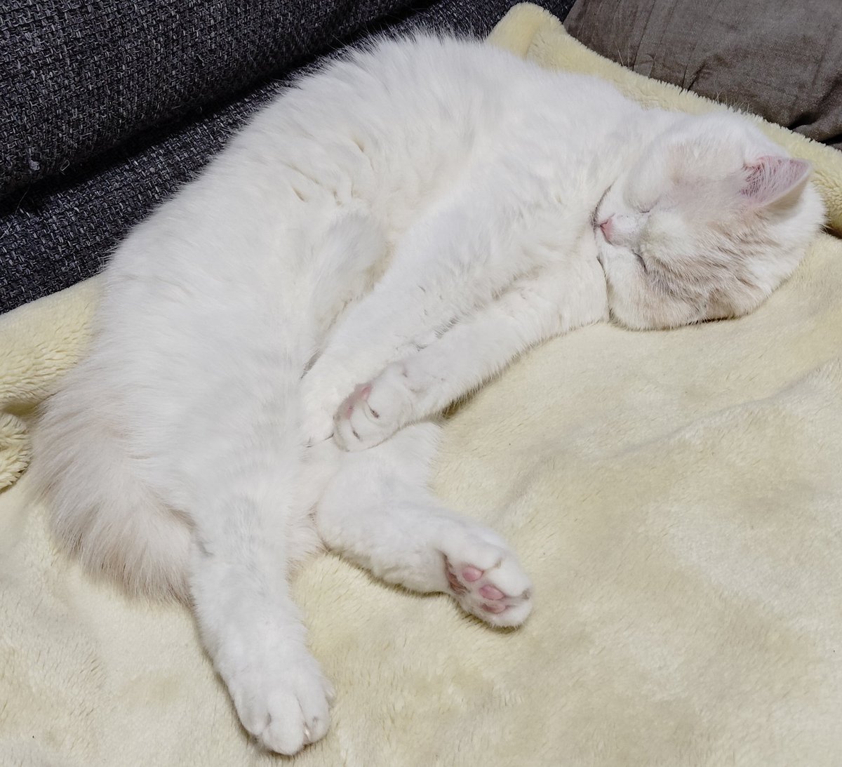 福ちゃん (@fukuchanwhite) on X