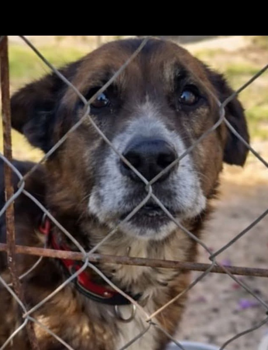 💔DEVUELTO💔
porque en 8 horas 
el gato de la casa
no se ha hecho colega
del ABUELITO
recién llegado 🥺😞

🟣TOY🟣 
no es un juguete
Y necesita a alguien ♥️
con corazón.
#Gijón
#Asturias 🥹
 x.com/i/status/20035…