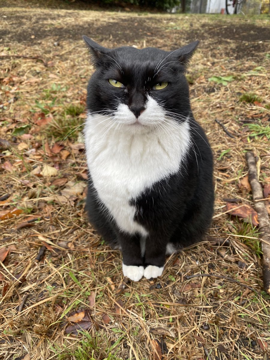 Post by にゃん太郎 on X: こんばんニャ😸