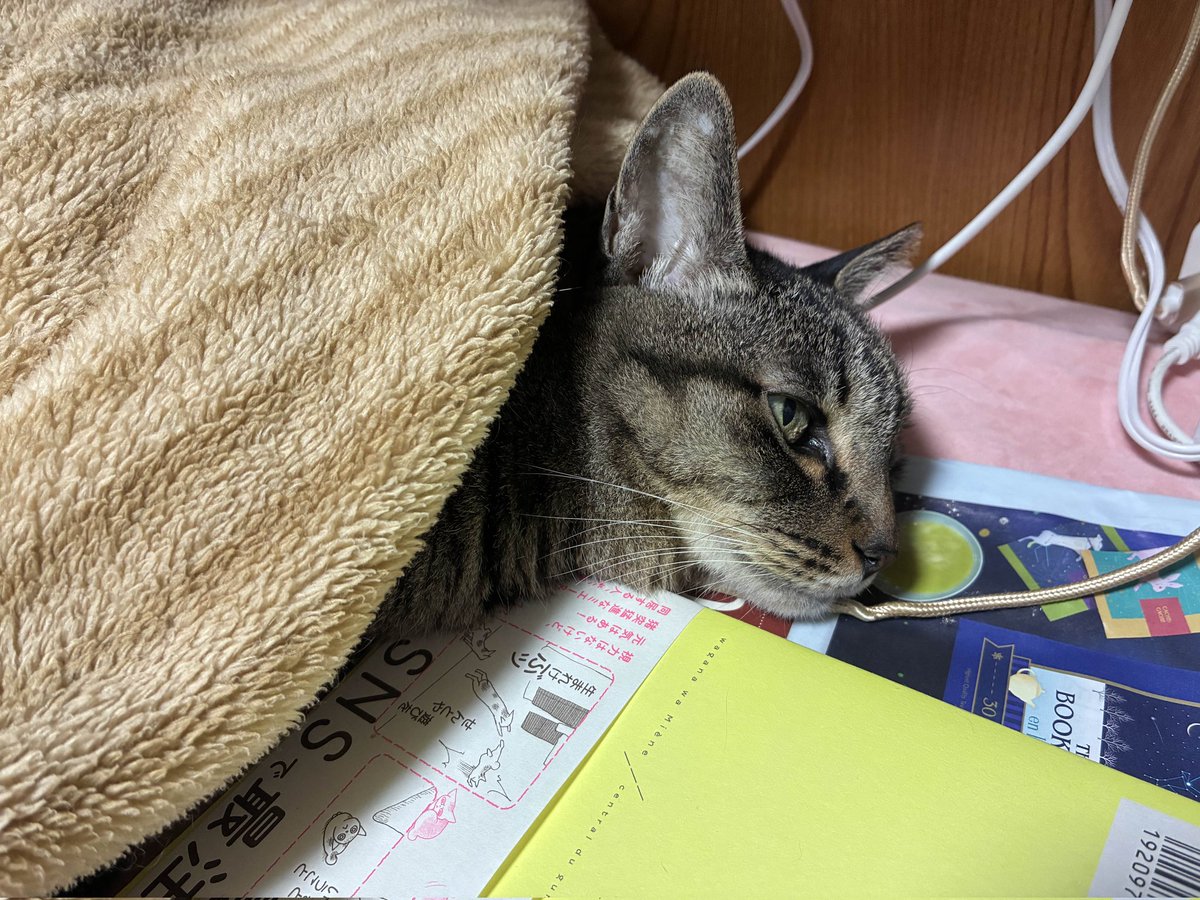 eve_f_fso's tweet photo. ぬくぬく https://t.co/7CF94Cy2vd