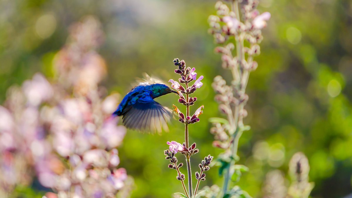 In 1866 there was a report of a blue bird so light it could rest on the tip of a blade of grass. The report came from Jesus' home region of Galilee. Karl Shuker thought it may have been a Palestinian sunbird or perhaps a moth, but the lightweight description perplexed scientists