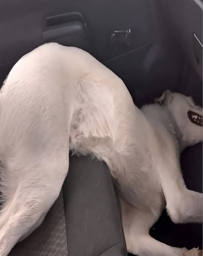 Mr_Husky1's tweet image. My wife and I only meant to make a quick appearance at the neighborhood festival. Music was playing, people were laughing, and the air smelled like grilled food and summer. We figured we’d say hello, grab a bite, and head home.

We had no idea we were about to meet the dog who…