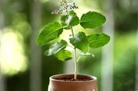 आप सभी को तुलसी पूजन दिवस की हार्दिक शुभकामनाएं, यह दिन स्वास्थ्य, पर्यावरण संरक्षण और आध्यात्मिक शांति प्रदान करे सदैव।