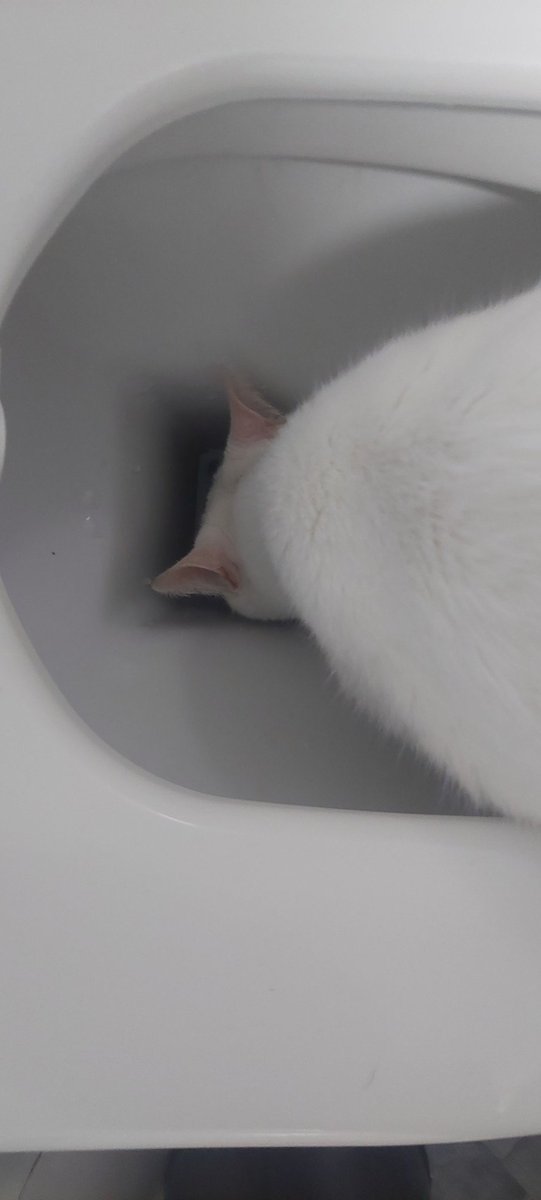 Silvajack78's tweet photo. @thekittenwinksy Our cat is disgusting. She also drinks bath water 🤢 https://t.co/rRCgb8iGgL