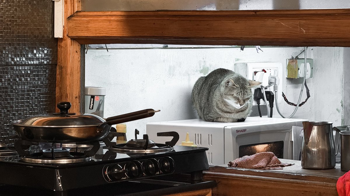 It’s either the cat is cooking or the cat is getting cooked. 🤭