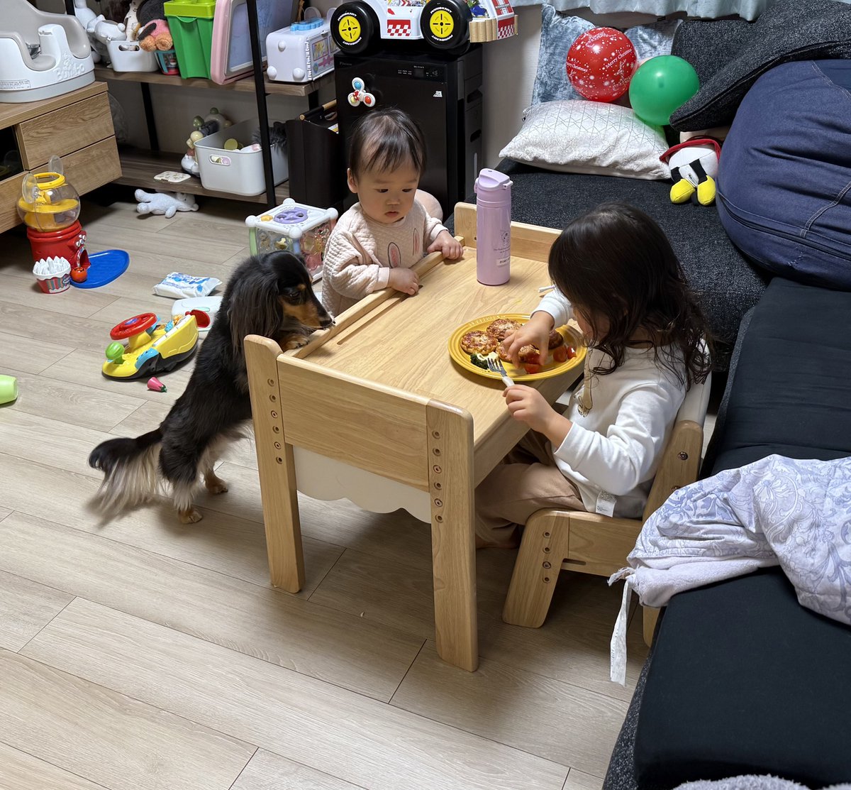 こうちゃん家】ダックス、ダックス、ときどきゴールデン (@kou111dachs