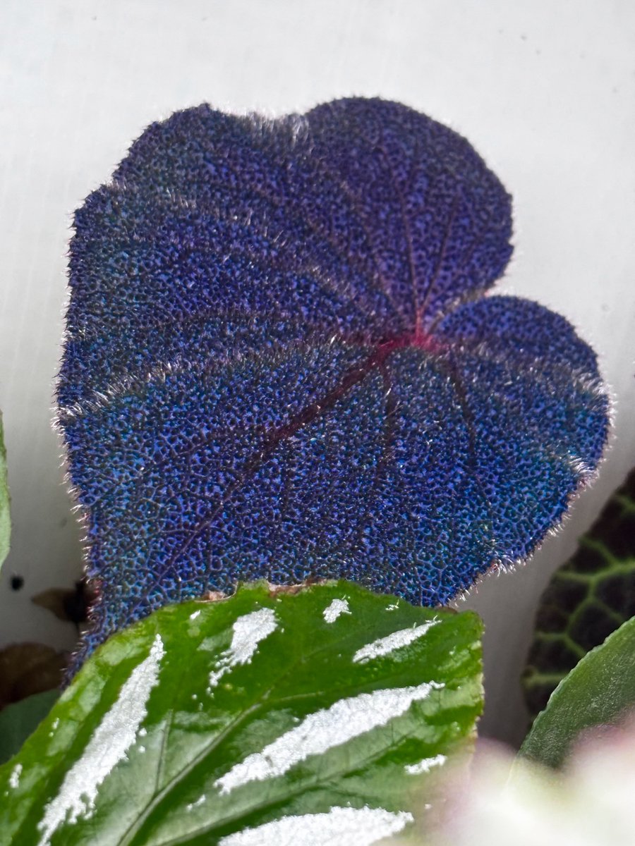 Begonia sp. Lang son 【ZOE0624-1v】 角度にもよりますがびっくりする