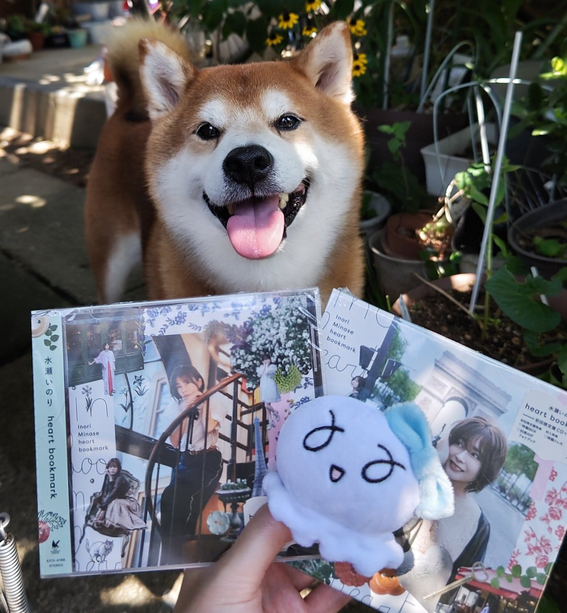 おひげが白いなぁ。今、9歳。 今年９月の誕生日で、10歳になるレンシニア期に入ってるんだなぁと思い色々注意していかないといけないな。 #柴犬レンくん  #shiba #dog #shibainu #赤柴 #いぬら部 #わんダフォ #和犬 #忠犬 #日本犬 #shibalove #柴犬のいる暮らし #柴犬, image size:1110x1200