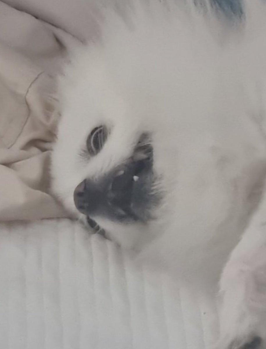 이런 기회를 주시다니 정말 감사합니다. 덕분에 아주 귀엽고 예쁜 모모 사진들을 다시 한 번 세상에 꺼낼 수 있게 되었네요.