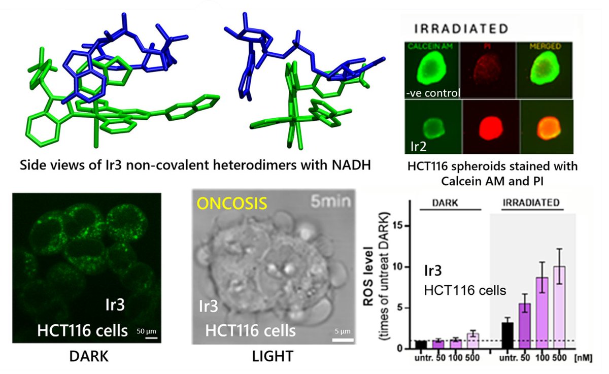 jruizum's tweet photo. A Christmas gift: our new paper with V. Brabec, @A_Frances_chem &amp; @martae_alberto  now published in Inorg Chem Front! Photocatalytic arylterpyridine iridium(III) complexes trigger oncosis in 2D and 3D cancer cell models via NADH oxidation  https://t.co/ffUOWuftgz @UMU https://t.co/x8JVztEHp7