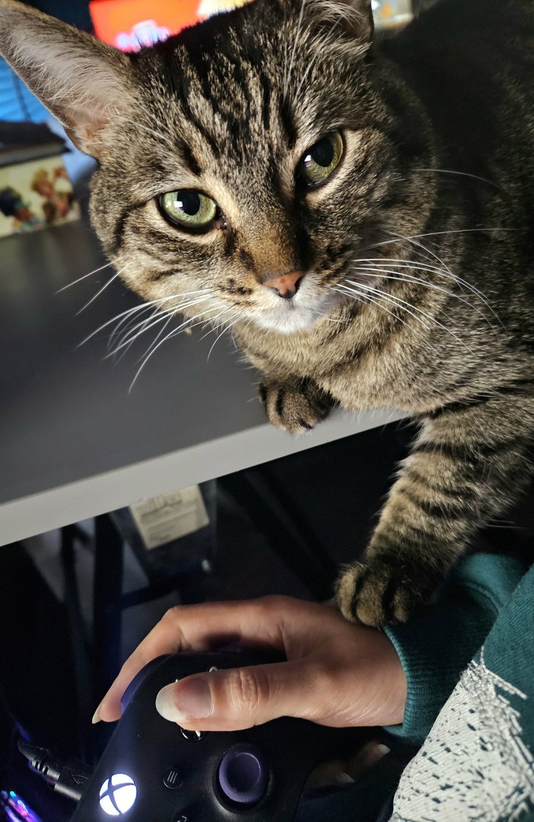 Je crois que j'ai un chat qui veut des gratouilles.