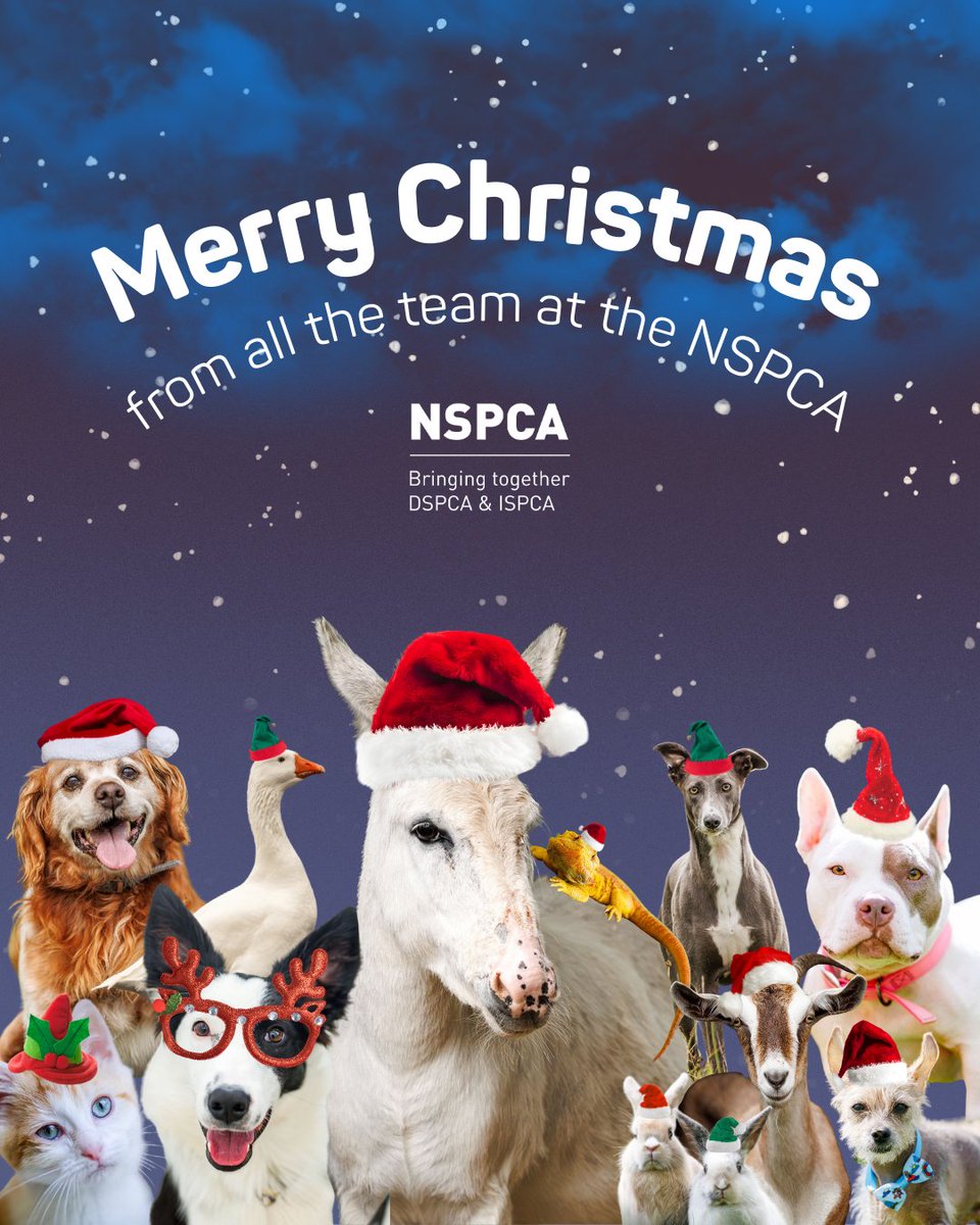 nspca_longford's tweet photo. Merry Christmas! 🎄🎅 Wishing you and your pets a joyful day full of treats and love. Our animals are being spoiled too, we hope next year they'll celebrate in forever homes. 💙 #MerryChristmas #SantaPaws #AdoptDontShop https://t.co/lKz0Y4d2m8
