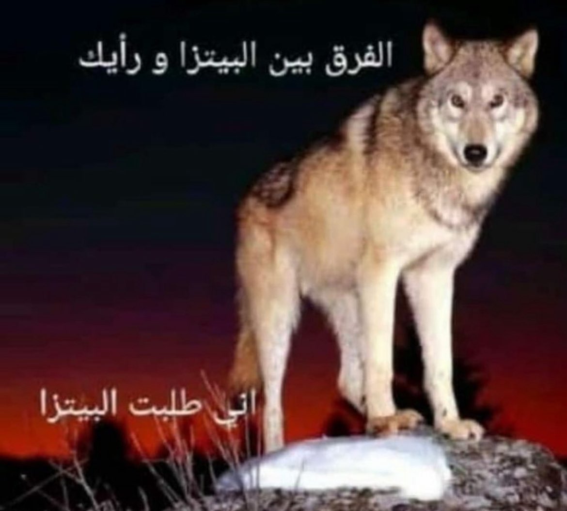 notlemoss's tweet image. 