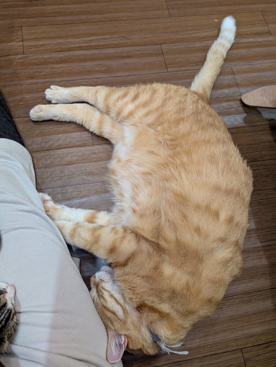 今年も1年たくさんの癒しをありがとうございましたー😻