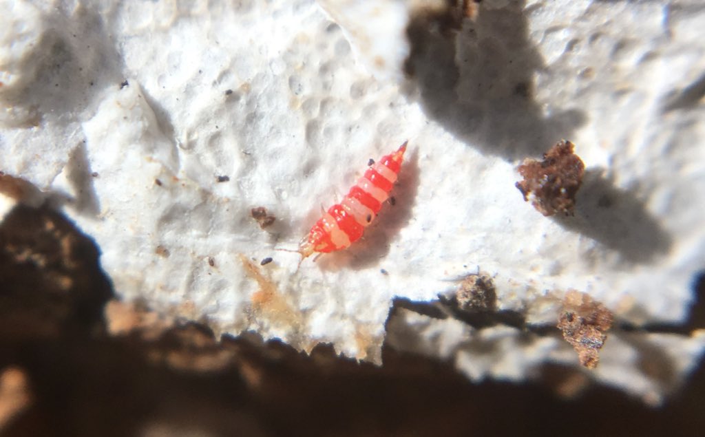 #クリスマスっぽい虫