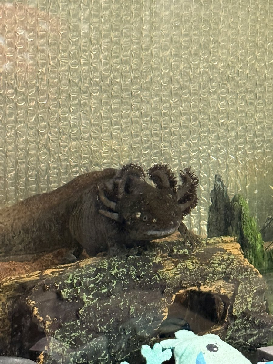 jockywockykittywitty 🪴 tweet media