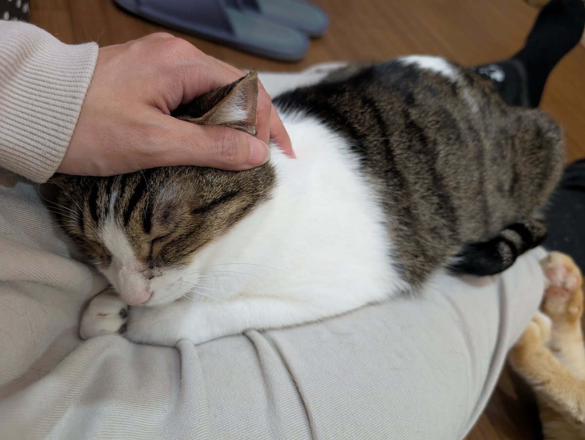 かぼちゃんもこんなに寛いでくれるようになって成長したね❤️😽✨