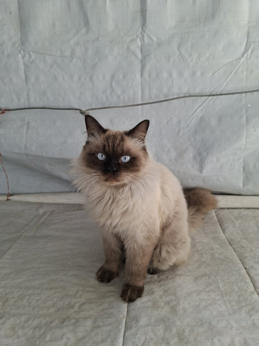 MustafaAmeen30's tweet image. Misho is very sick