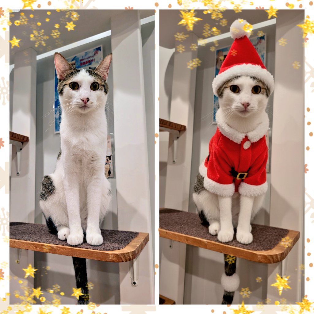 せっかくのクリスマスだから、 AIさんにサンタさん風にしてもらったよ