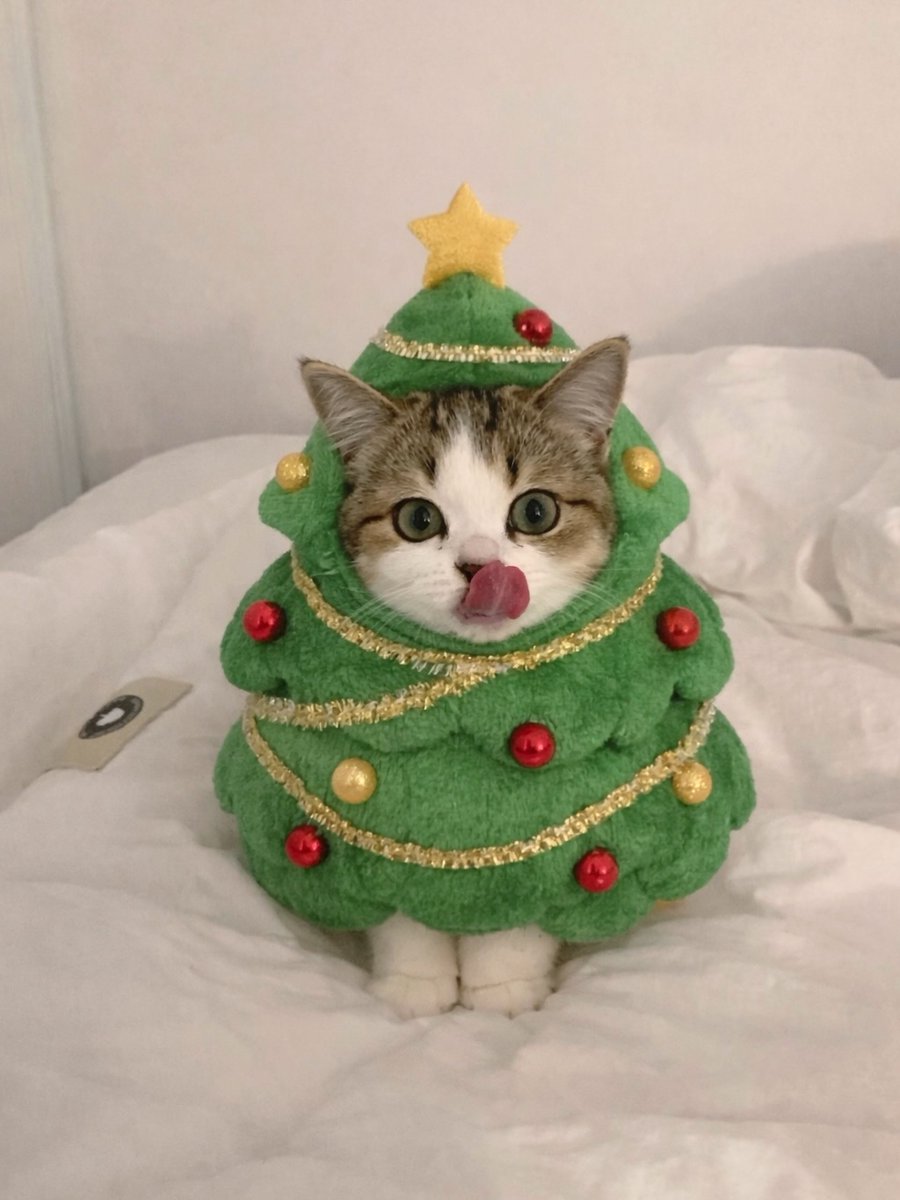 nekocatts's tweet image. I'm the christmas tree 🎄😹