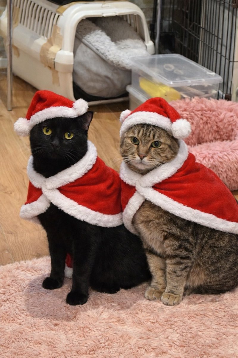 にゃんこカフェ(譲渡型保護猫カフェ) (@nyankocafe22) / Posts / X