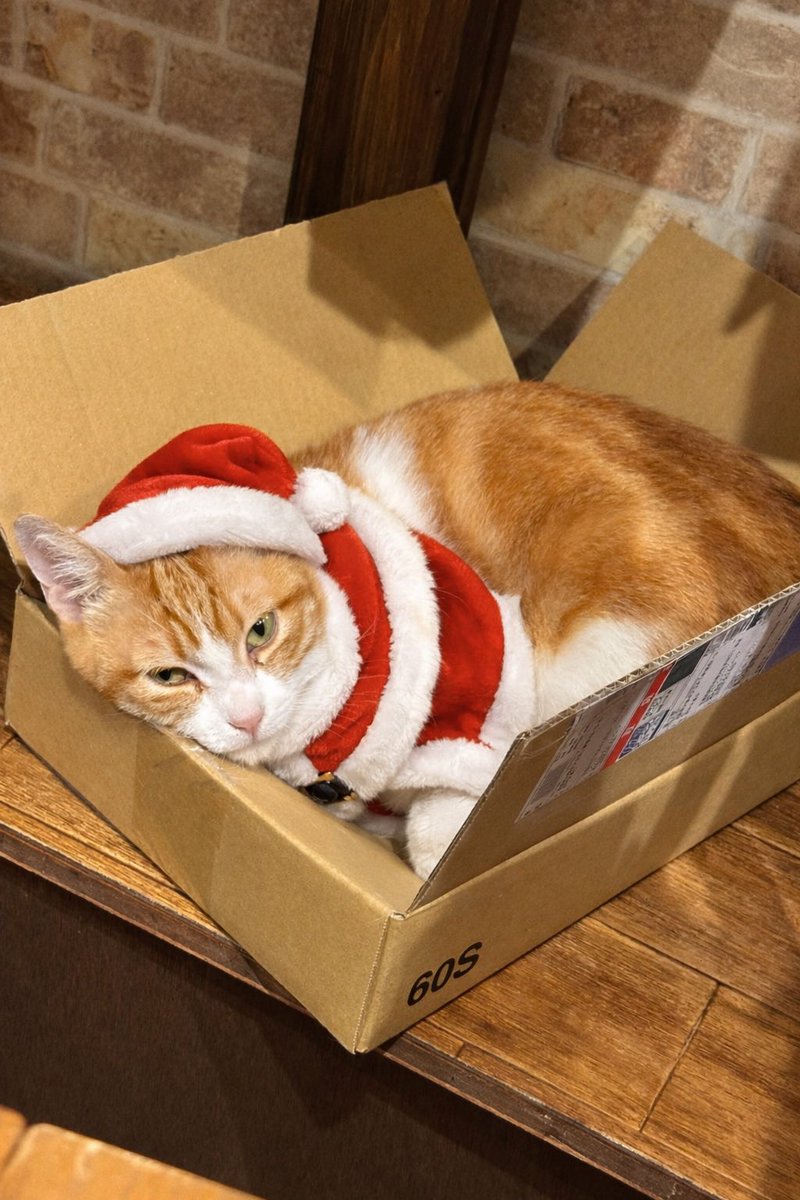 にゃんこカフェ(譲渡型保護猫カフェ) (@nyankocafe22) / Posts / X