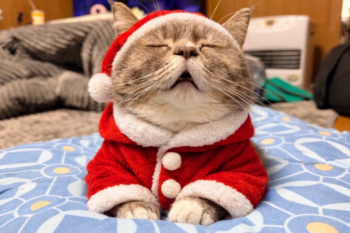 🐾ラム@極短マンチカン🐾 (@ram20210716) / Posts / X