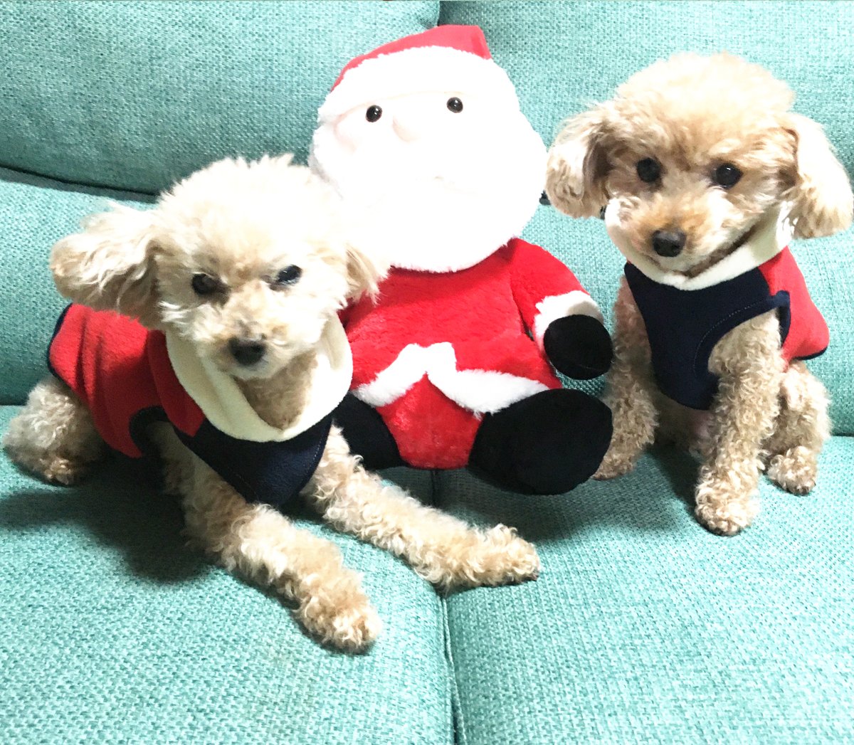 ToypooChannel's tweet photo. 🐶メリ～クリスマス🎁🎄😊

#トイプードル
#トイプーチャンネル https://t.co/HzVijEUNcC