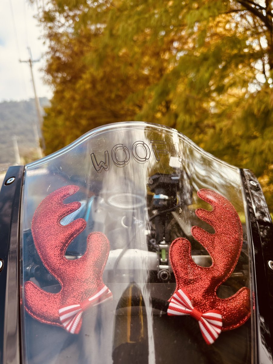 appliedforfun's tweet image. 聖誕快樂🐶