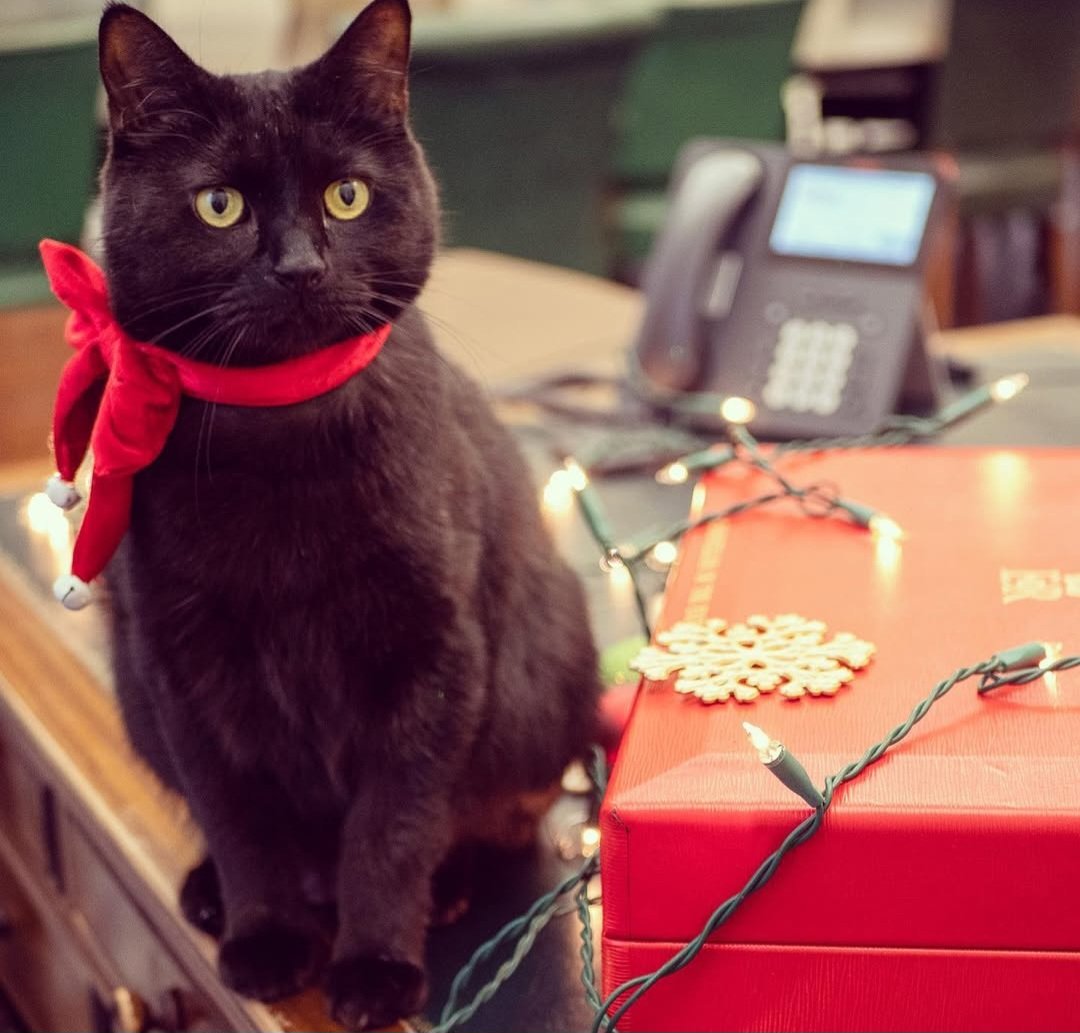 Gladstone 🇺🇦 tweet media
