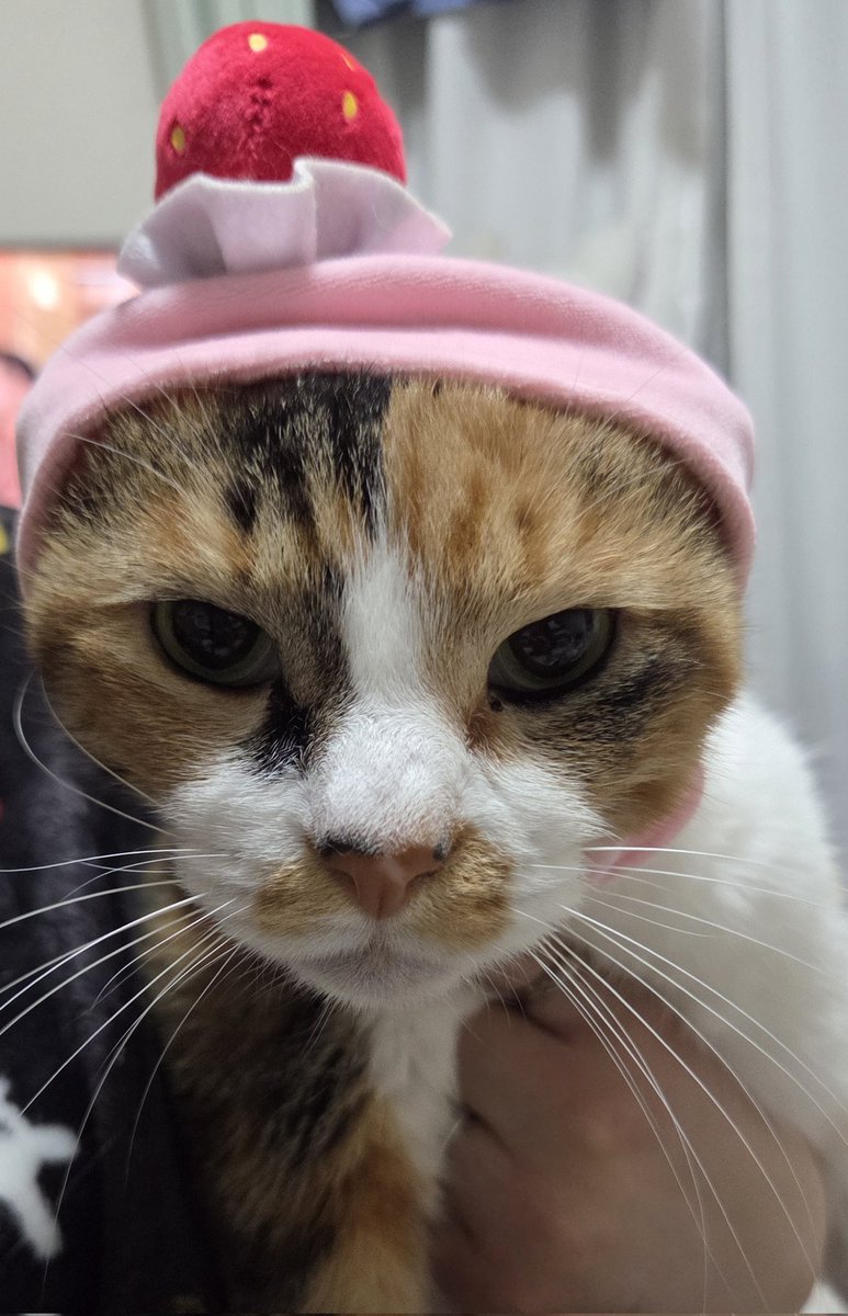 Merry Christmas✨️🐱