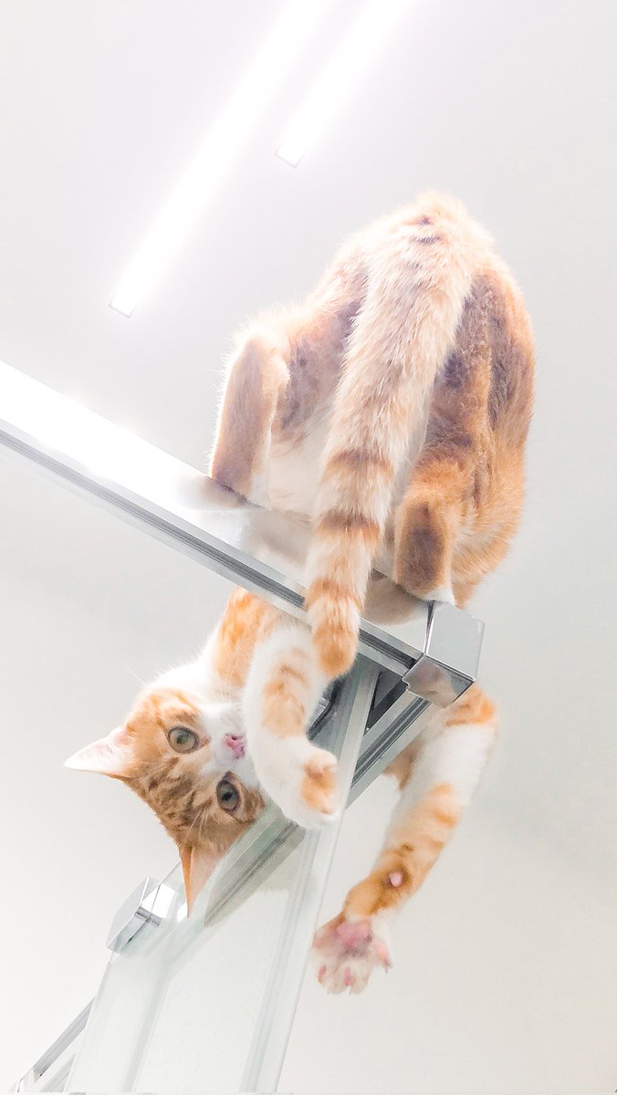 ptrqs's tweet image. a wy macie gwiazdę czy czuba?