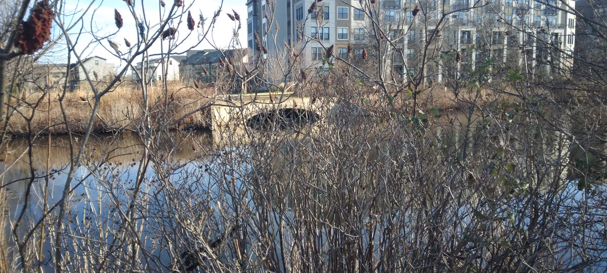 mongstirviLL's tweet photo. I drive, uber, bus, metro but my favorite thing is walking 🚶. Best exercise ever.
Herndon, VA.
#nature #photo #photographer #photography #trees #water #peace #winter #virginia #land #mana #vill #artist #mentalhealth #solo https://t.co/knYdcdzztv