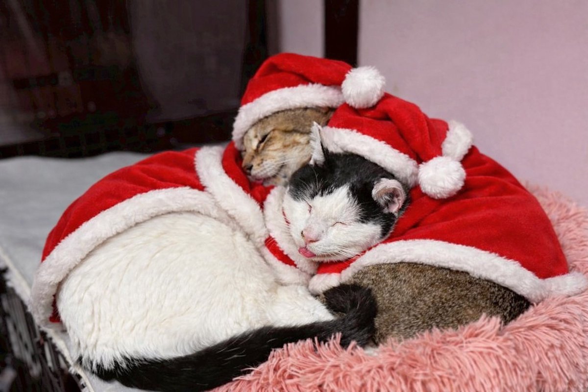 にゃんたくろーす🐈🎅🏻🎄.* #猫のいる暮らし #猫のいる幸せ #猫好き