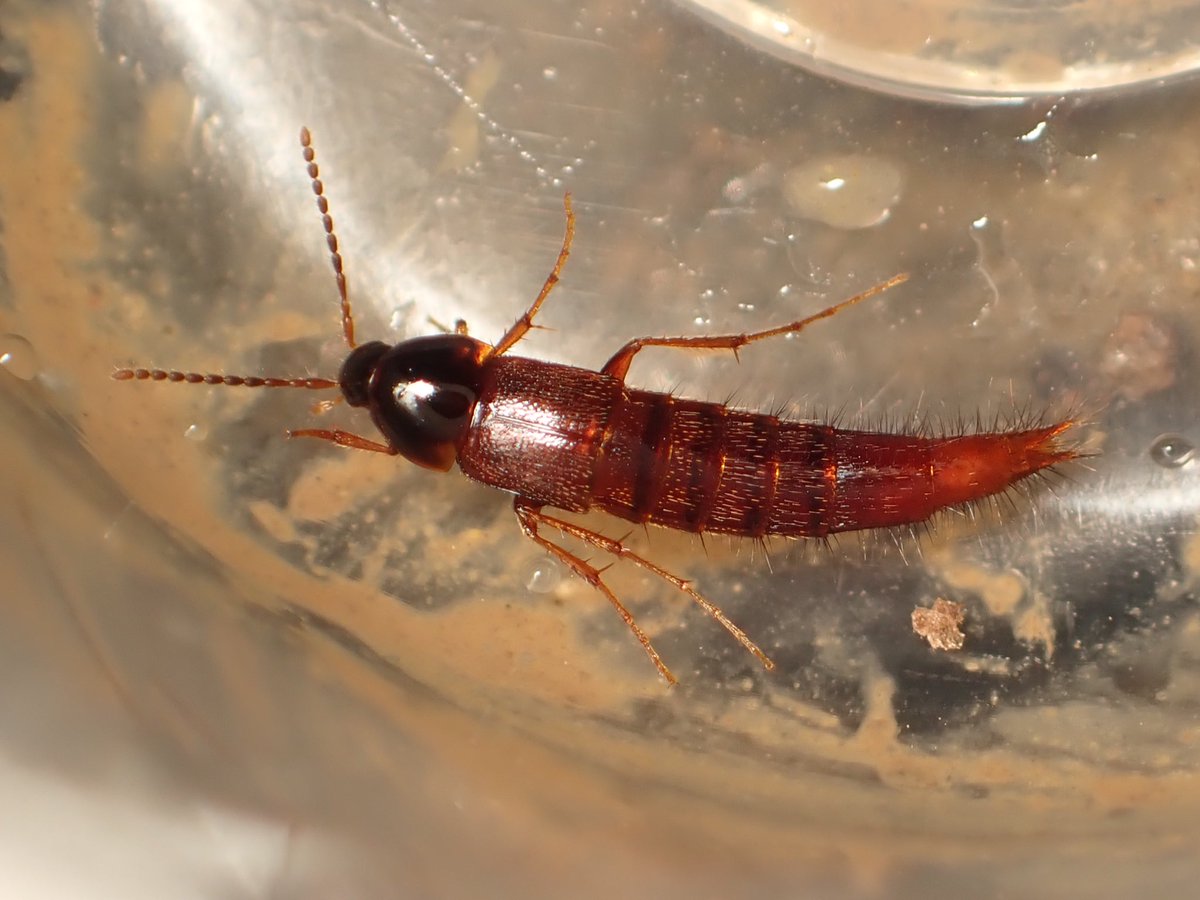 有識者の方教えて頂きたいです。 洞窟産で体色が赤いですが恐らく地表