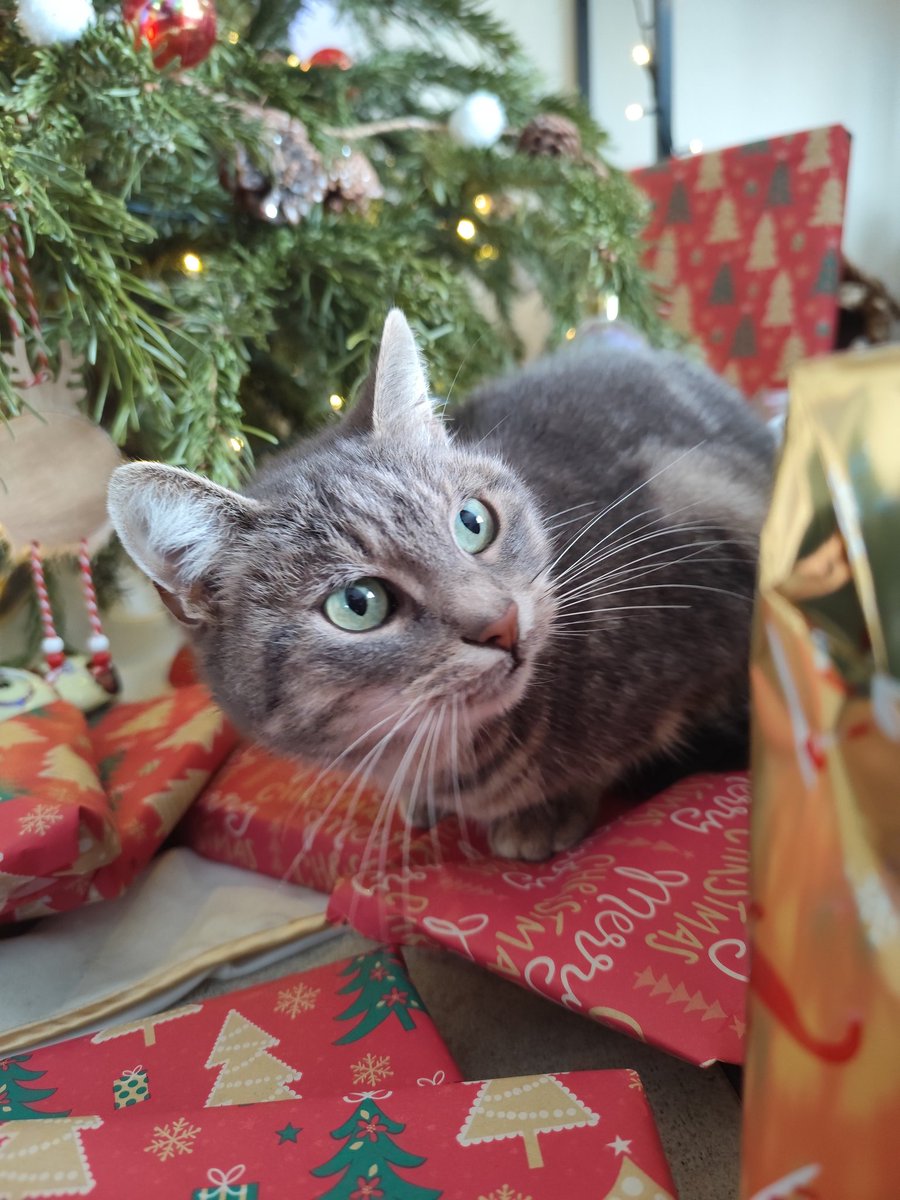 BlueDaBeDee's tweet image. Chat de Noël !!