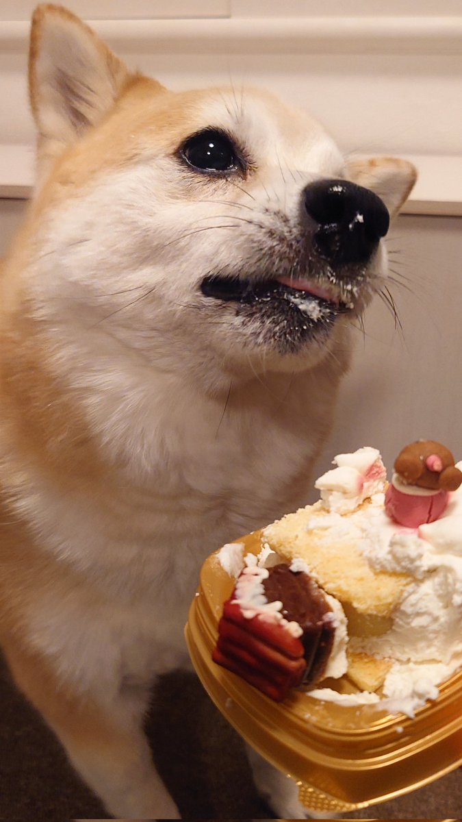 柴犬ししまる (@sisi3po) / Posts / X