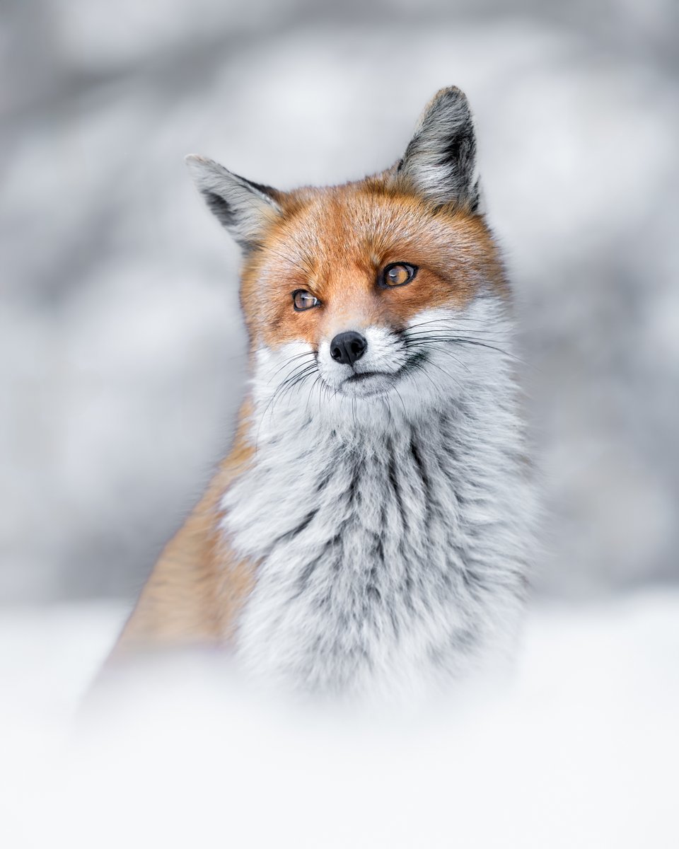 sonyitalia's tweet photo. Buon Natale da Sony! โ๏ธ๐
... e da questi piccoli abitanti della montagna, fotografati da Simone Da Pra con attrezzatura Sony.
#SonyAlpha #AlphaUniverse #SonyWildlife #SonyLandscape #Christmas https://t.co/Hd7fJZ6Zx9