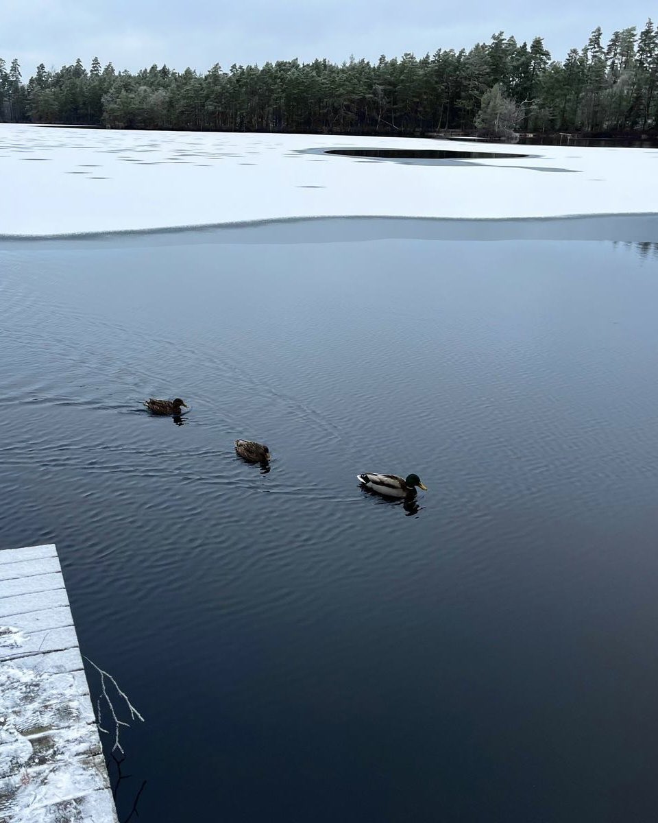 Jamal Musiala tweet media