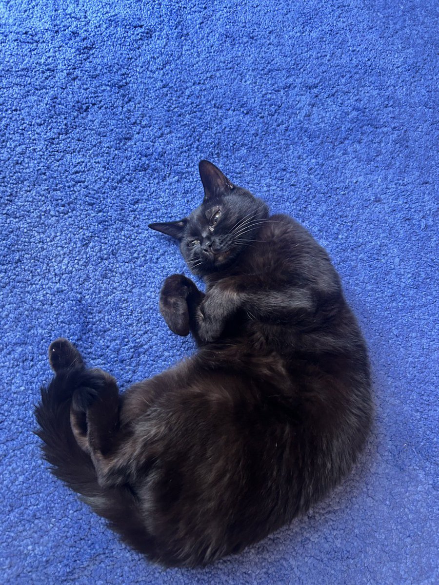 アップデートされたGoogle Geminiの「ペットカードジェネレーター」を