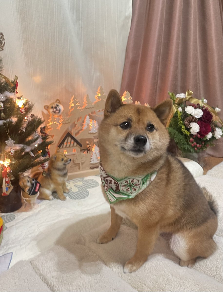 豆柴🎾九十 (@rojiko7) / Posts / X