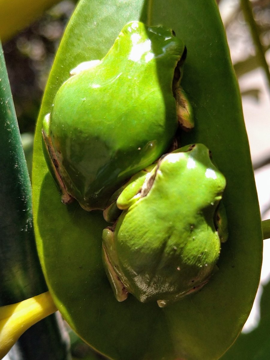 さいろんα・β・γ (@shi77789te) / Posts / X