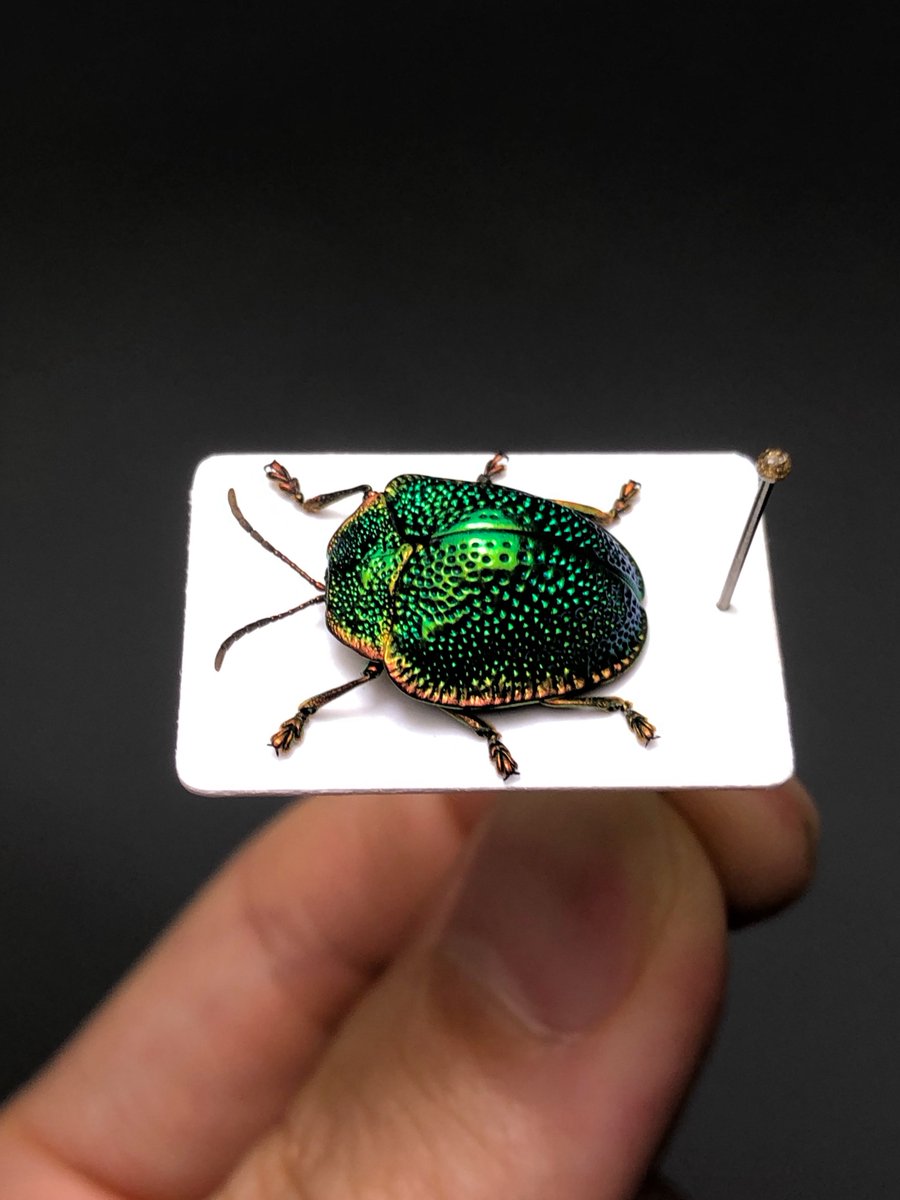 Polychalca punctatissima ある意味で本物の